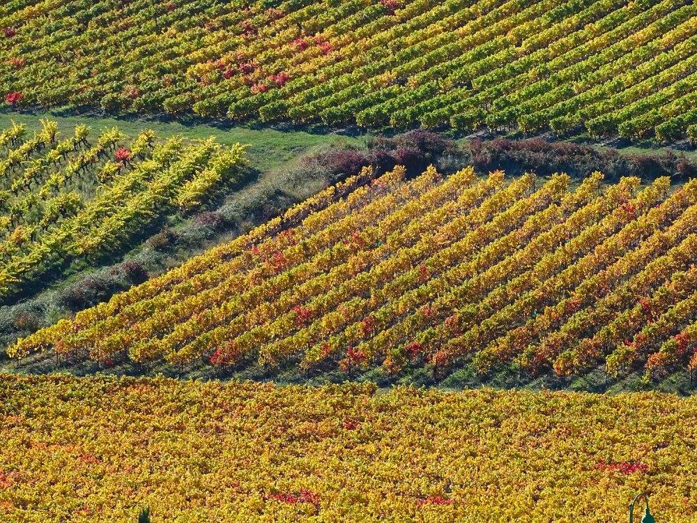 Vineyards and wine bottles from Drôme Provençale